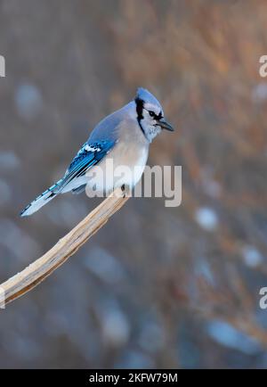 Blue Jay (Cyanocitta cristata) thront in einem kanadischen Winter auf einem Zweig. Stockfoto