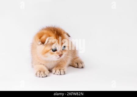 Schottische gerade goldschattige Chinchilla-Kätzchen Stockfoto