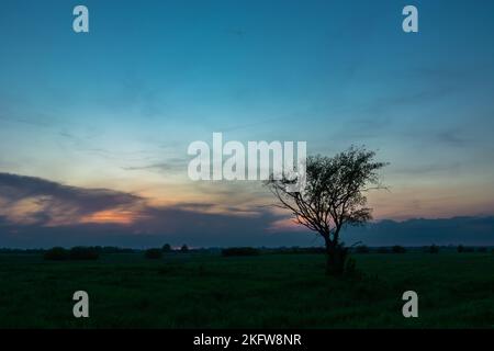 Einsamer Baum, der auf der Wiese und am Abendhimmel wächst, Blick auf den Frühling Stockfoto