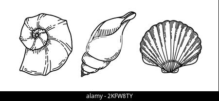 Set von Muscheln. Vektordarstellung von Muscheln auf isoliertem Hintergrund. Skizze von Conch und Clam in schwarz-weißen Farben. Zeichnen im Gliederungsstil. Handgezeichnete Silhouette. Strichart für Symbol. Stock Vektor