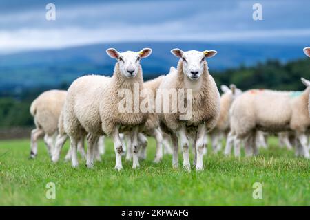 Flock von Texel gekreuzten Lämmern kurz nach der Entwöhnung, auf einer guten frischen Weide mit Blick auf das Lune Valley in Cumbria, Großbritannien Stockfoto