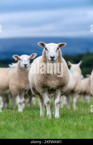 Flock von Texel gekreuzten Lämmern kurz nach der Entwöhnung, auf einer guten frischen Weide mit Blick auf das Lune Valley in Cumbria, Großbritannien Stockfoto