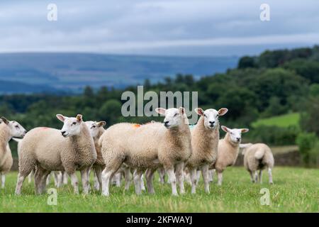 Flock von Texel gekreuzten Lämmern kurz nach der Entwöhnung, auf einer guten frischen Weide mit Blick auf das Lune Valley in Cumbria, Großbritannien Stockfoto