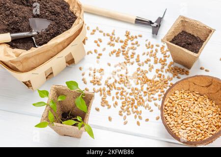 Samen auf dem Tisch und in Kokosnussschale. Sämlinge im Kartonbehälter. Erde in Papiertüte. Gartengeräte. Flach liegend. Weißer Hintergrund. Stockfoto