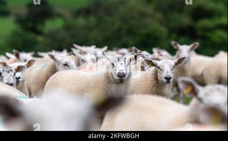 Flock von Texel gekreuzten Lämmern kurz nach der Entwöhnung, auf einer guten frischen Weide mit Blick auf das Lune Valley in Cumbria, Großbritannien Stockfoto