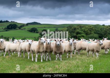 Flock von Texel gekreuzten Lämmern kurz nach der Entwöhnung, auf einer guten frischen Weide mit Blick auf das Lune Valley in Cumbria, Großbritannien Stockfoto