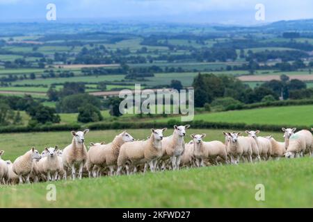 Flock von Texel gekreuzten Lämmern kurz nach der Entwöhnung, auf einer guten frischen Weide mit Blick auf das Lune Valley in Cumbria, Großbritannien Stockfoto