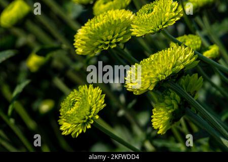 Knospen der Chrysantheme Blüten in grün Nahaufnahme. Plantage von kultivierten Blumen. Israel Stockfoto