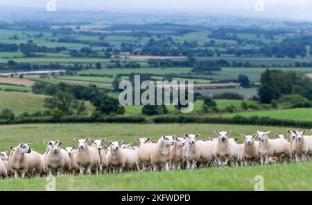 Flock von Texel gekreuzten Lämmern kurz nach der Entwöhnung, auf einer guten frischen Weide mit Blick auf das Lune Valley in Cumbria, Großbritannien Stockfoto