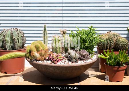 Kaktus-Display mit Kaktusschale auf einer Fensterleiste im Außenbereich Stockfoto