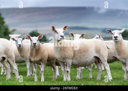 Weiße Mutterschafe mit Lämmern auf einer Weide, Cumbria, Großbritannien. Stockfoto