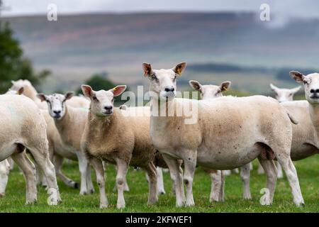 Weiße Mutterschafe mit Lämmern auf einer Weide, Cumbria, Großbritannien. Stockfoto