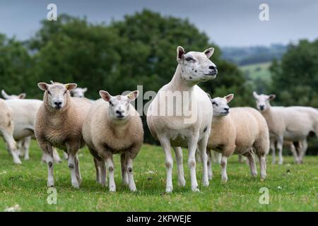 Weiße Mutterschafe mit Lämmern auf einer Weide, Cumbria, Großbritannien. Stockfoto