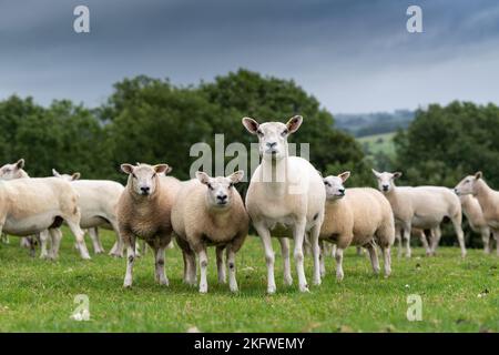 Weiße Mutterschafe mit Lämmern auf einer Weide, Cumbria, Großbritannien. Stockfoto