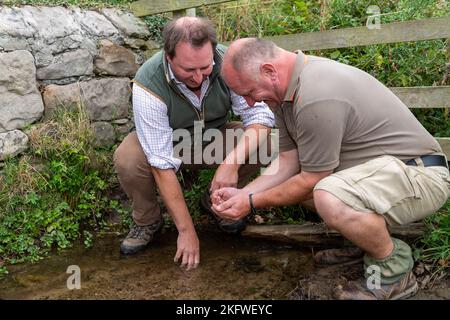 Farmers Checking Water Quality of a Stream in a field, Northumberland, UK. Stockfoto