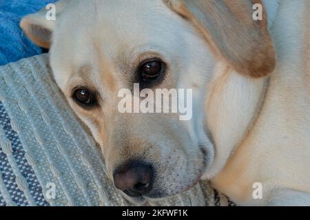 Nahaufnahme eines gelben labrador-Retriever, der auf einer Couch liegt - John Gollop Stockfoto