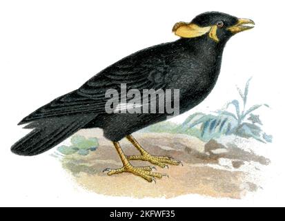 Common Hill Myna Gracula religiosa, (Zoologiebuch, 1913), Beo Stockfoto