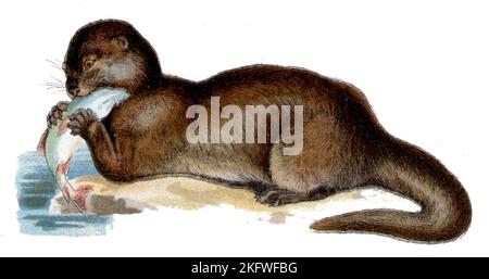 European Otter Lutra lutra, (Zoology book, 1913), Eurasischer Fischotter Stockfoto