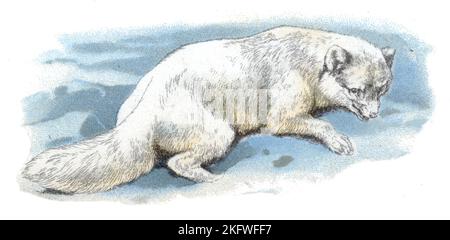 Arctic Fox Vulpes lagopus, (Zoologie Buch, 1913), Polarfuchs Stockfoto