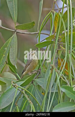 Tickells Blattsänger (Phylloscopus affinis) ist im Baum Dibru-Saikhowa NP auf Nahrungssuche. Assam, Indien Februar Stockfoto