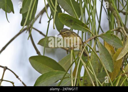 Tickells Blattsänger (Phylloscopus affinis) ist im Baum Dibru-Saikhowa NP auf Nahrungssuche. Assam, Indien Februar Stockfoto