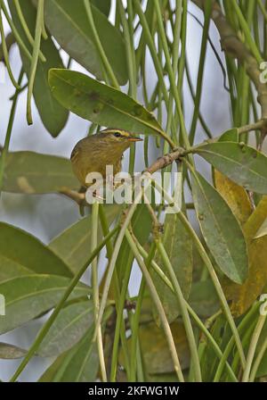 Tickells Blattsänger (Phylloscopus affinis) ist im Baum Dibru-Saikhowa NP auf Nahrungssuche. Assam, Indien Februar Stockfoto