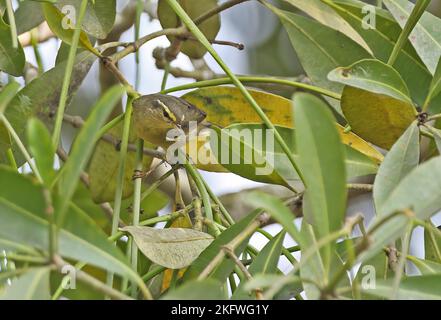 Tickells Blattsänger (Phylloscopus affinis) ist im Baum Dibru-Saikhowa NP auf Nahrungssuche. Assam, Indien Februar Stockfoto