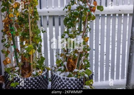 Blick auf kletternde Erdbeerpflanzen in Lufttöpfen vor dem Hintergrund eines mit Schnee bedeckten weißen Zauns am Wintertag. Schweden. Stockfoto