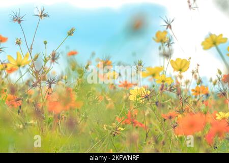 Weicher Fokus von bunten Kosmos Blumen auf dem Feld vor hellblauem Himmel Stockfoto
