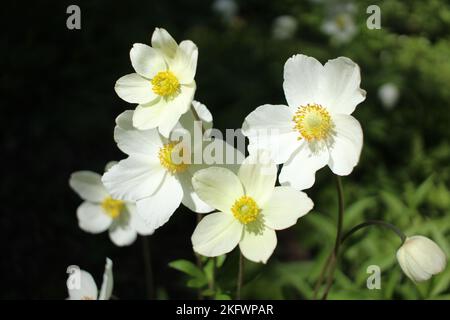 Anemone sylvestris im schattigen Garten Stockfoto