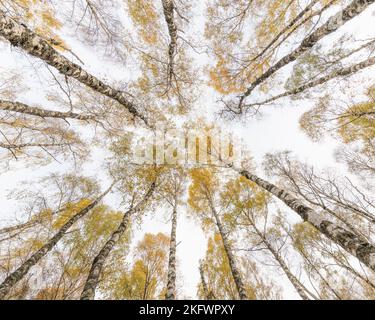 Silberner Birkenwald (betula pendula) in Herbstfarben, Glen Feshie, Cairngorms National Park, Schottland. Stockfoto