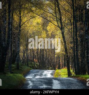 Silberbirke (betula pendula) Wald in Herbstfarben, Glen Feshie, Cairngorms National Park, Schottland. Stockfoto