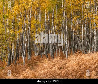 Silberner Birkenwald (betula pendula) in Herbstfarben, Glen Feshie, Cairngorms National Park, Schottland. Stockfoto