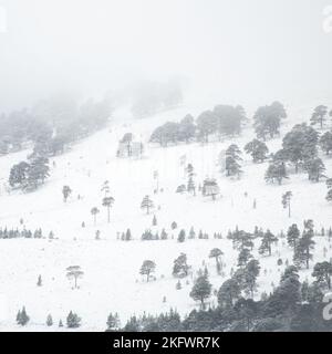 Ein verschneite Tag an der Bergbaumlinie, Cairngorms National Park, Schottland. Stockfoto