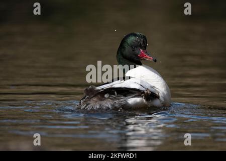 Männlicher Gänsehaut, der am Fluss schwimmt Stockfoto