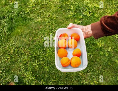 Eine Frauenhand hält einen Behälter mit frisch gepflückten Aprikosen auf einem Hintergrund aus grünem Gras. Reife, saftige, weiche Früchte, im Sommer frisch gepflückt von einem Stockfoto