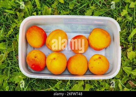 Ein Behälter mit frisch gepflückten Aprikosen auf grünem Gras. Reife, saftige, weiche Früchte, frisch im Sommer von einem Bio-Landgär gepflückt Stockfoto