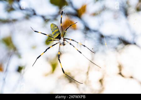 Schöne japanische gelbe joro Spinne im Netz aus nächster Nähe Stockfoto