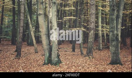 Wald im Herbst, Farbtonierung angewendet. Stockfoto