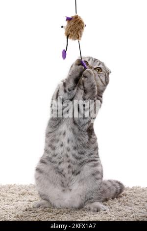 Junge Scottish Fold Stockfoto