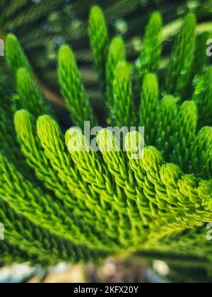 Eine vertikale Nahaufnahme einer schönen Norfolk Island Kiefernpflanze in einem Garten Stockfoto