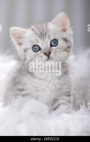 Britisch Kurzhaar Kätzchen Stockfoto