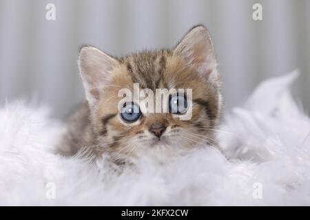 Britisch Kurzhaar Kätzchen Stockfoto