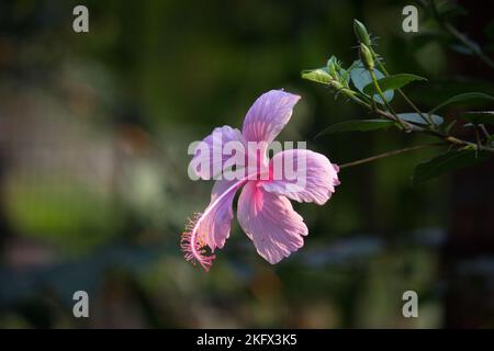 Hibiskusblüte in der Malvenfamilie Malvaceae. Hibiscus rosa-sinensis, bekannt als die Schuhblume in voller Blüte während der Frühjahrssaison in Indien. Stockfoto