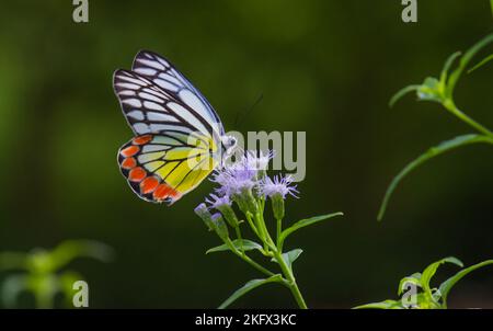 Schöner gemeiner Jezebel-Schmetterling (Delias eucharistis), der im Frühling auf den Royal Poinciana-Blumen ruht, mit einer Nahaufnahme von bunten Flügeln Stockfoto