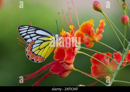 Schöner gemeiner Jezebel-Schmetterling (Delias eucharistis), der im Frühling auf den Royal Poinciana-Blumen ruht, mit einer Nahaufnahme von bunten Flügeln Stockfoto