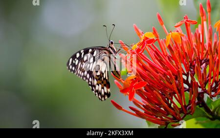 Makrobild von Papilio demoleus ist ein gewöhnlicher Kaltschmetterling und ein weit verbreiteter Schwalbenschwanz, auch bekannt als der Zitronenschmetterling, der auf der Blütenpflanze ruht Stockfoto