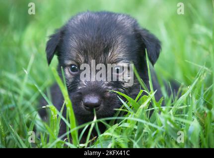 Niedliche kleine Welpen sitzen auf dem Gras im Sommer Park an einem Sommertag. Nahaufnahme. Tierpflege Konzept Natur Hintergrund Stockfoto