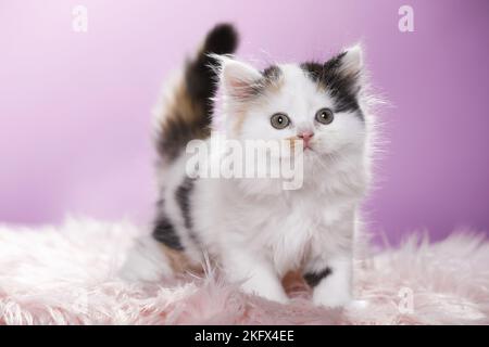 Highlander Kitten Stockfoto