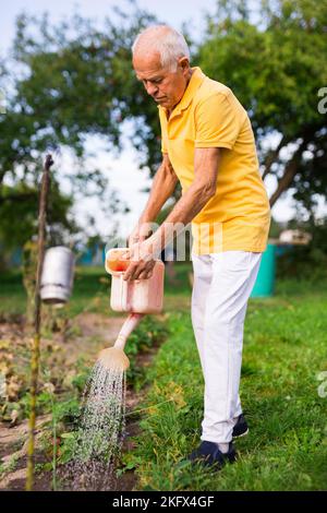 Älterer Mann, der sich im Garten um Pflanzen kümmert, Erdbeeren mit Gießkanne gießt Stockfoto